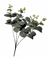 GALHO FOLHAGEM EUCALIPTO - Distribuidora 12 de Outubro