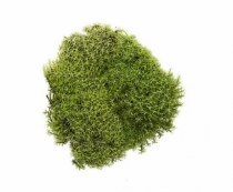 MUSGO VERDE - Distribuidora 12 de Outubro