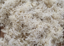 MUSGO BRANCO - Distribuidora 12 de Outubro