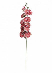 ORQUIDEA X9 69CM - Distribuidora 12 de Outubro