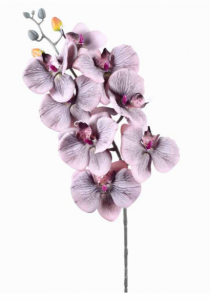 HT ORQUIDEA PHALAENOPSIS X9 NEVOA - Distribuidora 12 de Outubro