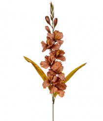 HT GLADIOLOS X10 MARRON - Distribuidora 12 de Outubro