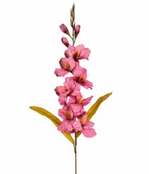 HT GLADIOLOS X10 MALVA - Distribuidora 12 de Outubro