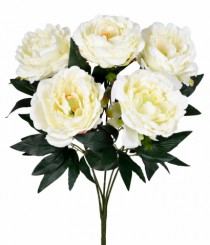 BQ PEONIA X5 CREME - Distribuidora 12 de Outubro