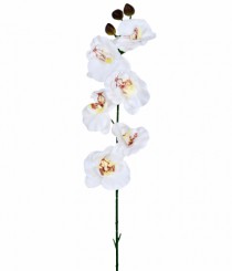 HT ORQUIDEA PHALAENOPSIS X6 BRANCO - Distribuidora 12 de Outubro