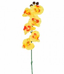 HT ORQUIDEA PHALAENOPSIS X6 LARANJA - Distribuidora 12 de Outubro