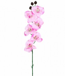 HT ORQUIDEA PHALAENOPSIS X6 ROSA - Distribuidora 12 de Outubro