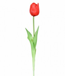 HT DE TULIPA VERMELHO - Distribuidora 12 de Outubro