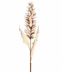 HT BROMELIA OUTONADA CREME - Distribuidora 12 de Outubro