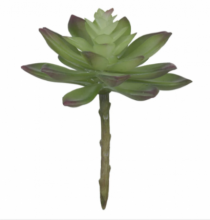 F.SUCULENTA X33 (VERDE BEAUTY) 13CM - Distribuidora 12 de Outubro